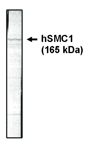 "
Western blotting using
SMC1 antibody on HeLa cell lysate at 1 µg/ml."